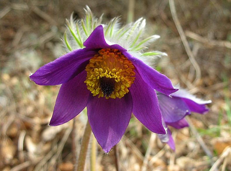 Fiori di primavera